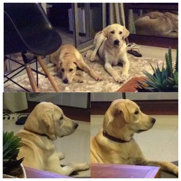 Cachorro ra a Labrador idade 7 a 11 meses nome Messi e Higuain