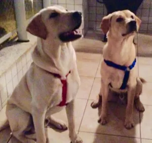 Cachorro raça Labrador idade 7 a 11 meses nome Messi e Higuain