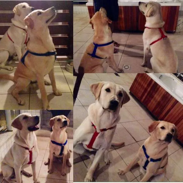 Cachorro ra a Labrador idade 7 a 11 meses nome Messi e Higuain