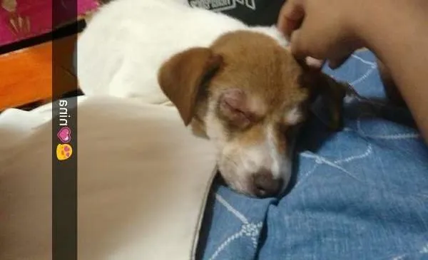 Cachorro ra a vira lata idade 2 a 6 meses nome nina