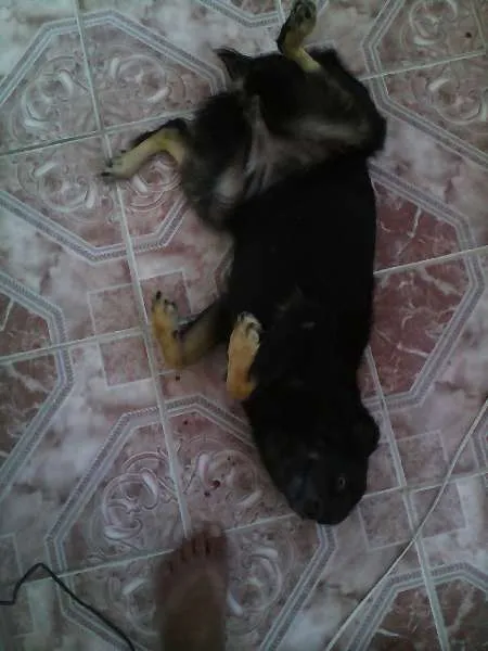 Cachorro raça não definida idade 1 ano nome Vanúbia