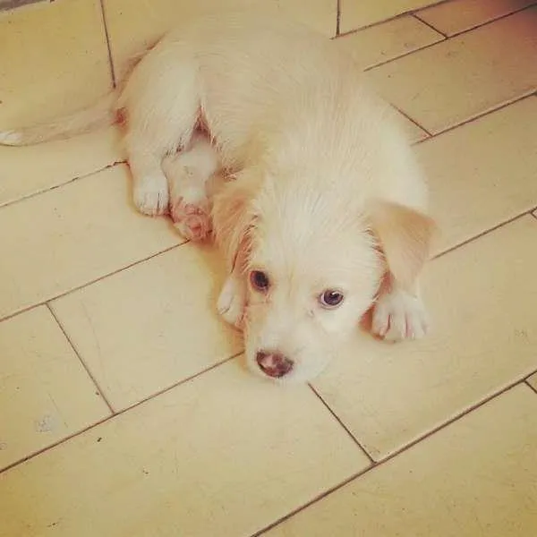 Cachorro raça SRD idade 2 a 6 meses nome CRISTAL