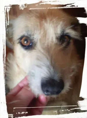 Cachorro raça SRD idade 2 anos nome Amora
