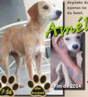 Cachorro raça SRD idade 1 ano nome Amélie