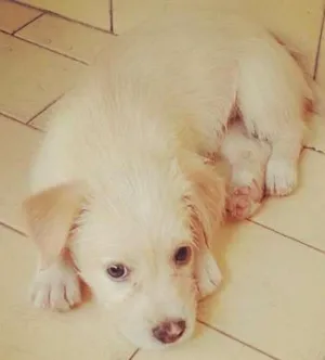 Cachorro raça SRD idade 2 a 6 meses nome CRISTAL