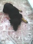 Vanúbia