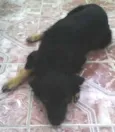 Vanúbia