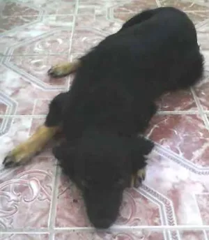 Cachorro raça não definida idade 1 ano nome Vanúbia