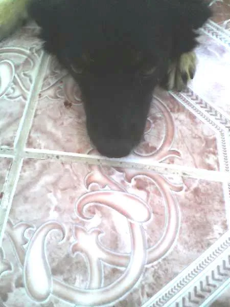 Cachorro raça não definida idade 1 ano nome Vanúbia