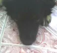 Vanúbia