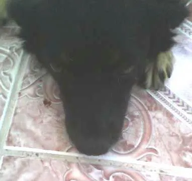 Cachorro raça não definida idade 1 ano nome Vanúbia
