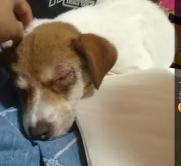 Cachorro ra a vira lata idade 2 a 6 meses nome nina