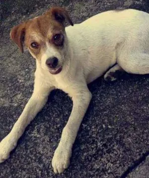 Cachorro raça vira lata idade 2 a 6 meses nome nina