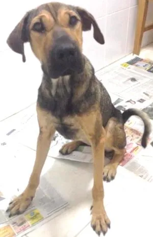 Cachorro raça Indefinida idade 2 anos nome Nina