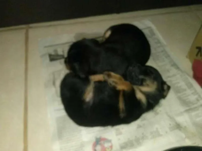 Cachorro ra a  idade Abaixo de 2 meses nome sem nome