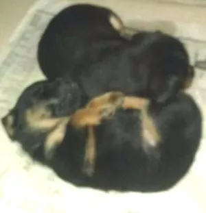 Cachorro raça  idade Abaixo de 2 meses nome sem nome