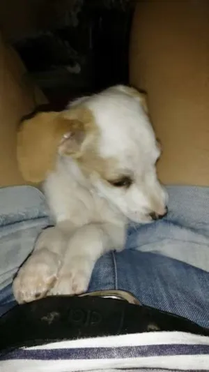 Cachorro raça SRD idade Abaixo de 2 meses nome Não tem nome