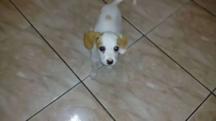Cachorro raça SRD idade Abaixo de 2 meses nome Não tem nome
