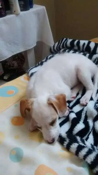 Cachorro raça SRD idade Abaixo de 2 meses nome Não tem nome
