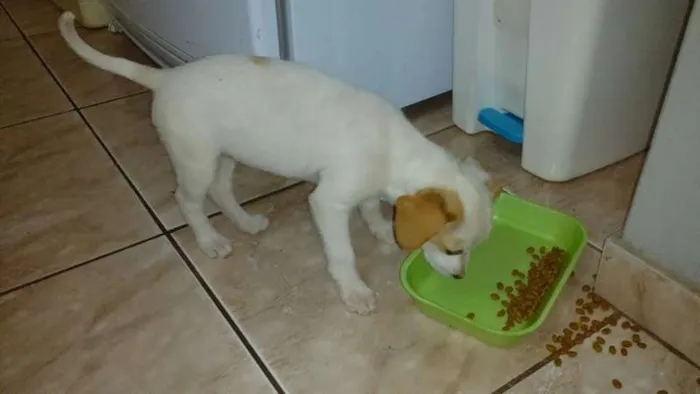 Cachorro raça SRD idade Abaixo de 2 meses nome Não tem nome