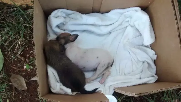 Cachorro ra a não sei idade Abaixo de 2 meses nome sem nome