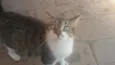 mel