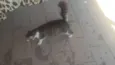 mel