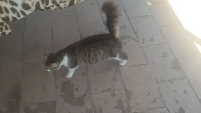 Gato ra a  idade 2 anos nome mel