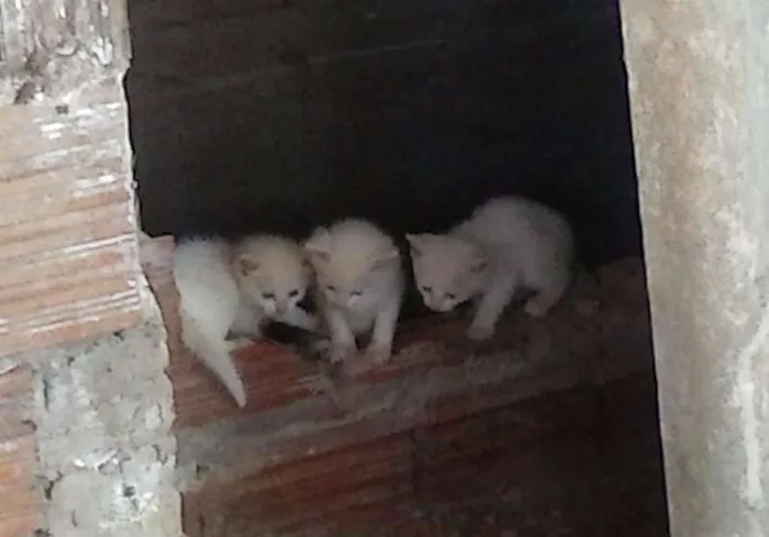 Gato ra a  idade Abaixo de 2 meses nome sem nome