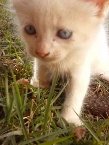 Gato ra a  idade Abaixo de 2 meses nome sem nome