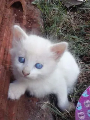 Gato raça  idade Abaixo de 2 meses nome sem nome