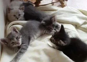 Gato raça SRD idade 2 a 6 meses nome Gatos (Bridi)