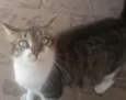 mel