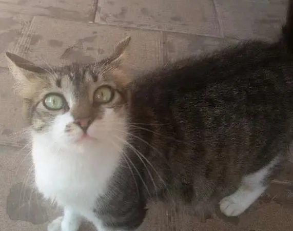 Gato ra a  idade 2 anos nome mel