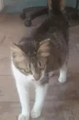 mel