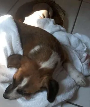 Cachorro raça mestiça basse idade 1 ano nome to chamando de belinha