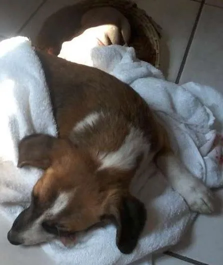 Cachorro ra a mestiça basse idade 1 ano nome to chamando de belinha
