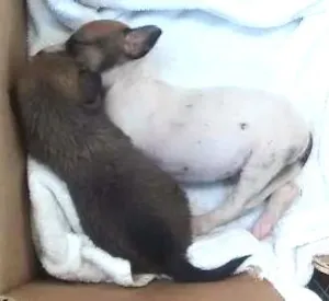 Cachorro raça não sei idade Abaixo de 2 meses nome sem nome