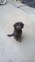 fofinho