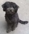 fofinho