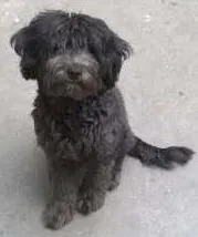 Cachorro raça Poodle idade 7 a 11 meses nome fofinho