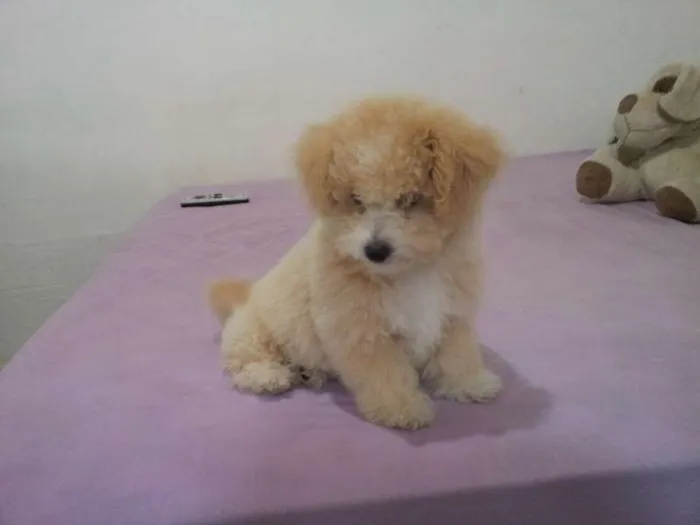 Cachorro ra a Poodle idade 2 a 6 meses nome Talita