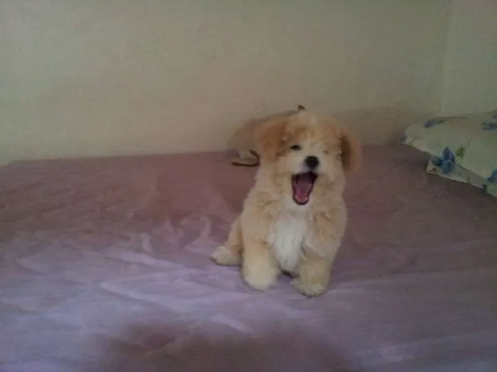 Cachorro ra a Poodle idade 2 a 6 meses nome Talita