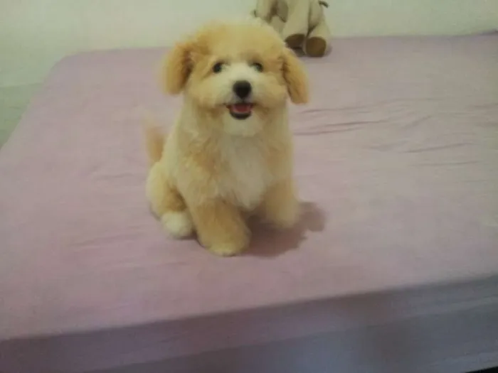 Cachorro ra a Poodle idade 2 a 6 meses nome Talita