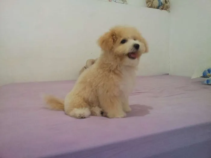 Cachorro ra a Poodle idade 2 a 6 meses nome Talita