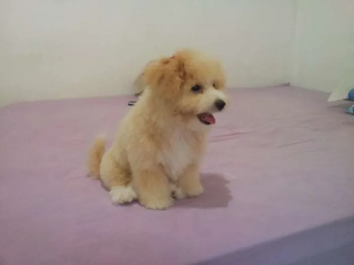 Cachorro ra a Poodle idade 2 a 6 meses nome Talita