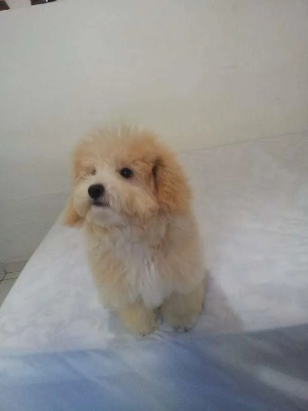 Cachorro ra a Poodle idade 2 a 6 meses nome Talita