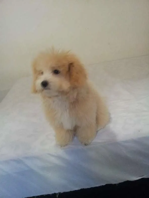 Cachorro ra a Poodle idade 2 a 6 meses nome Talita