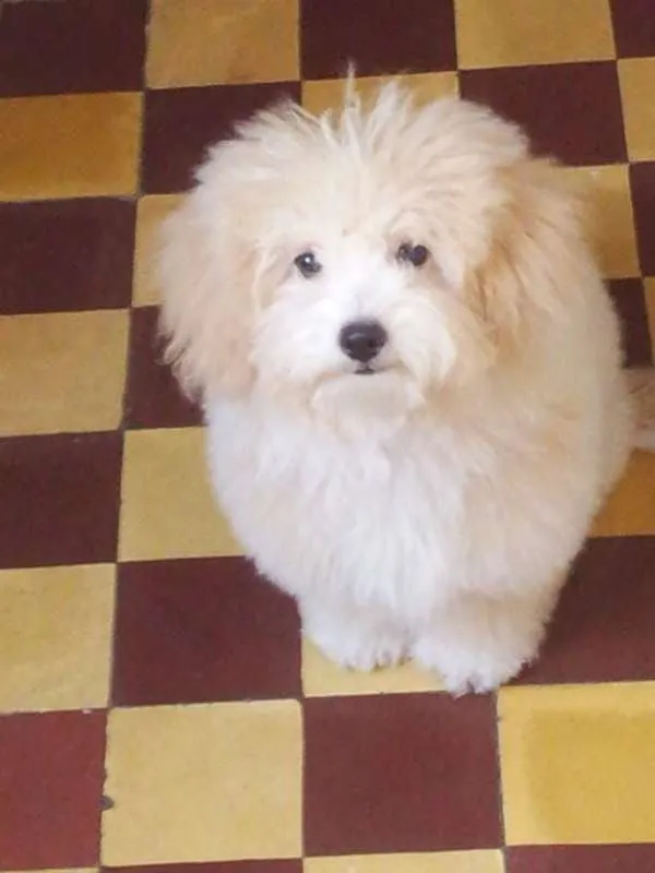 Cachorro ra a Poodle idade 2 a 6 meses nome Talita