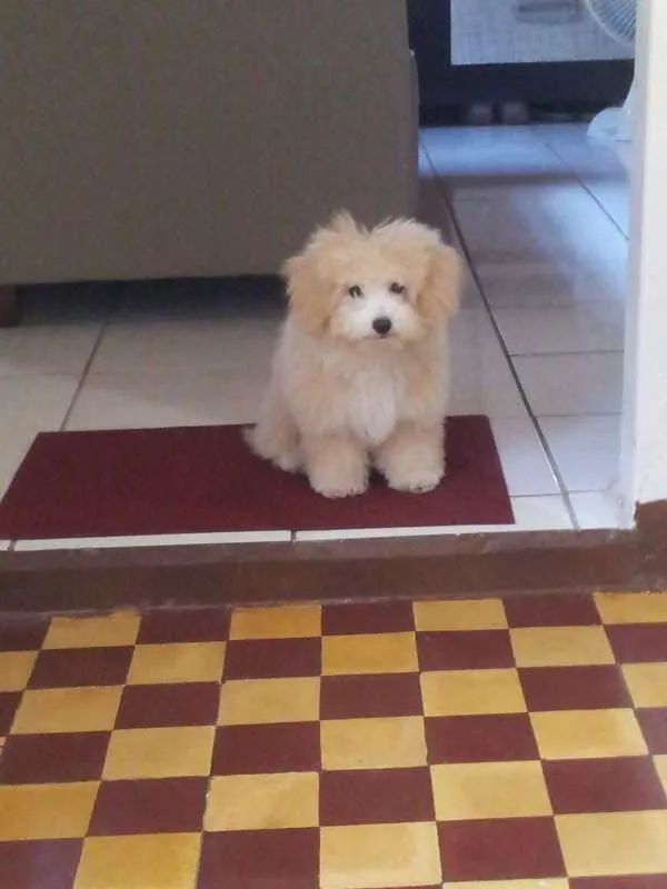 Cachorro ra a Poodle idade 2 a 6 meses nome Talita